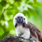 Cotton top tamarin monkey in Colombia.