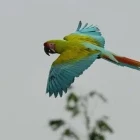 Military macaw in flight, in Colombia.