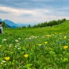 Alpine meadow in the Feistritzer Spitze.