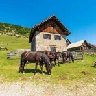 Mountain pasture on the Italy - Austria border.