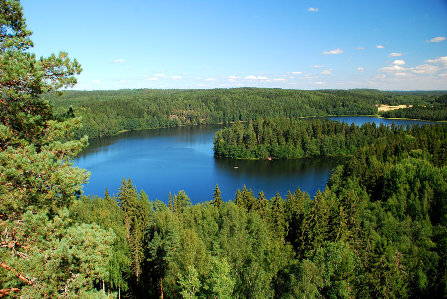Finland Forest
