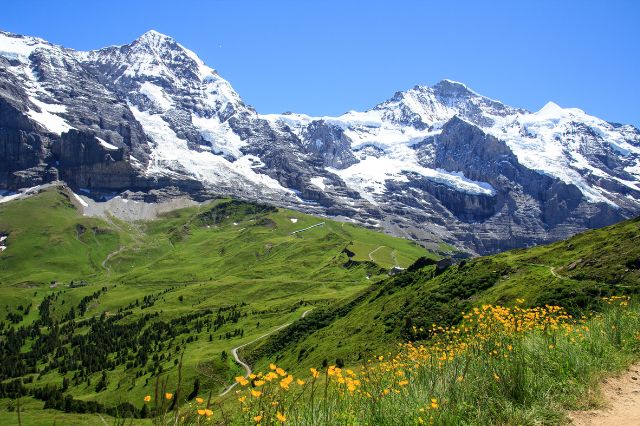 Snowy mountains with flower meadow in foreground