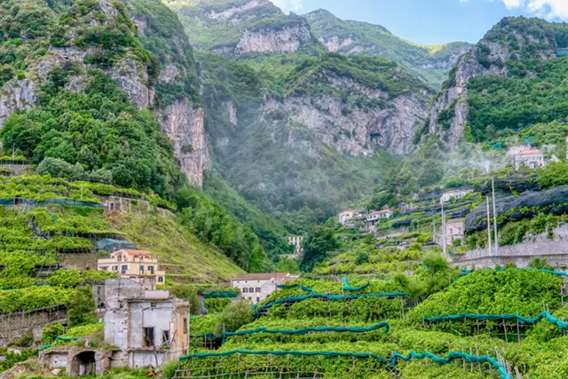 Lemon groves in the Amalfi Coast, Italy