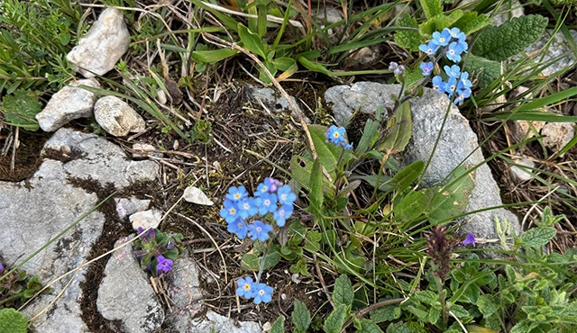 Alpine forget-me-not in Durmitor National Park, Montenegro.