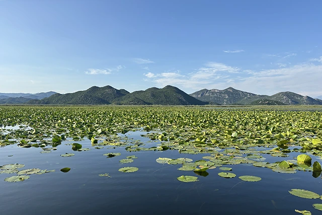 Lake Skadar in Montenegro.