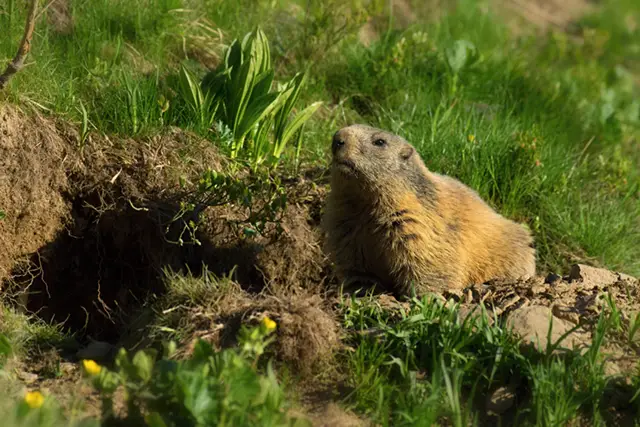 Marmot in the Pyrenees