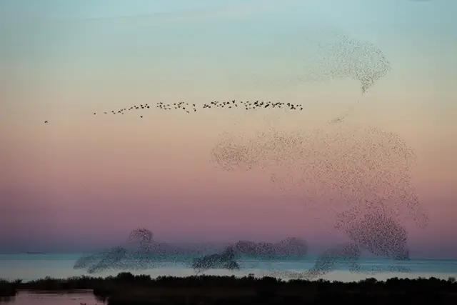 Starling murmuration in aiguamolls de L'Emporda, Catalonia