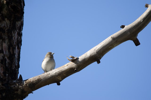 Gran Canaria blue chaffinch in Gran Canaria, the Canary Islands