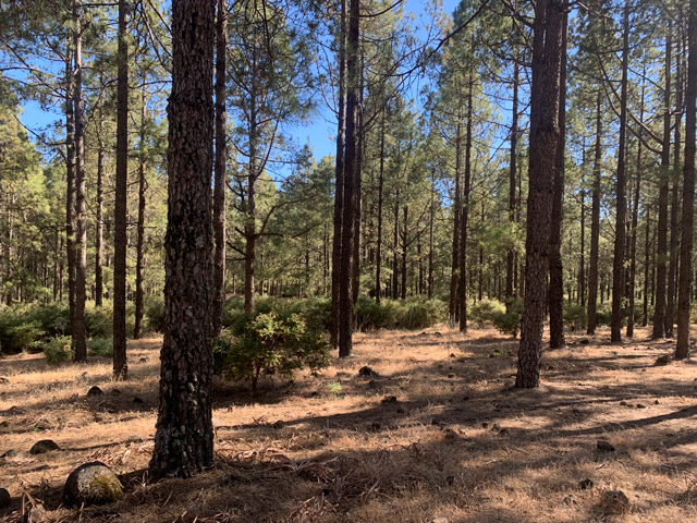 Forest in Gran Canaria, the Canary Islands