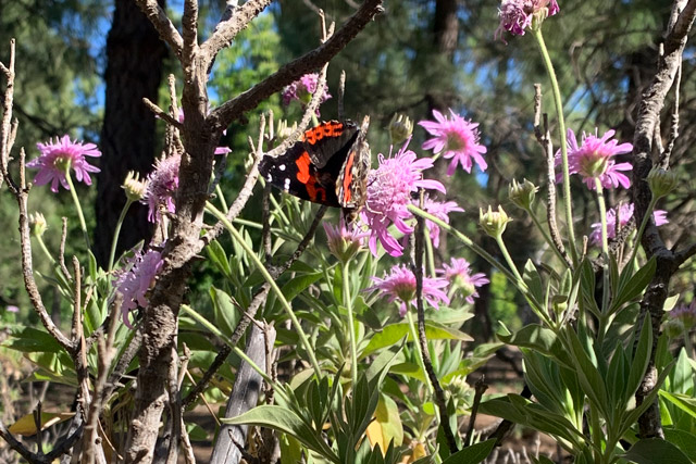 Red admiral in Gran Canaria, the Canary Islands