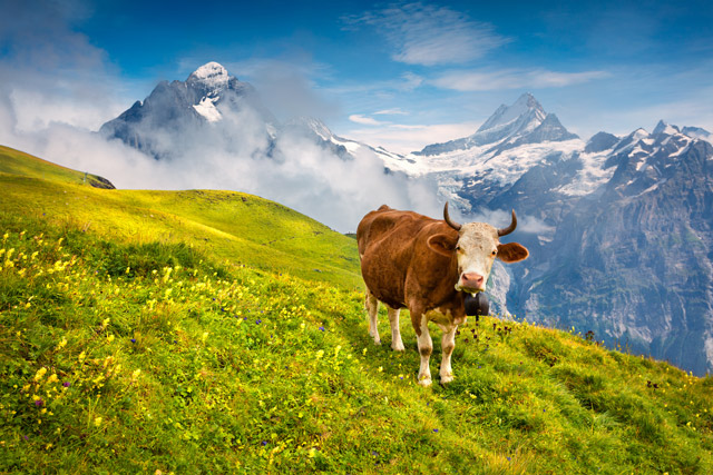 Cattle in Bernese Oberland, Switzerland