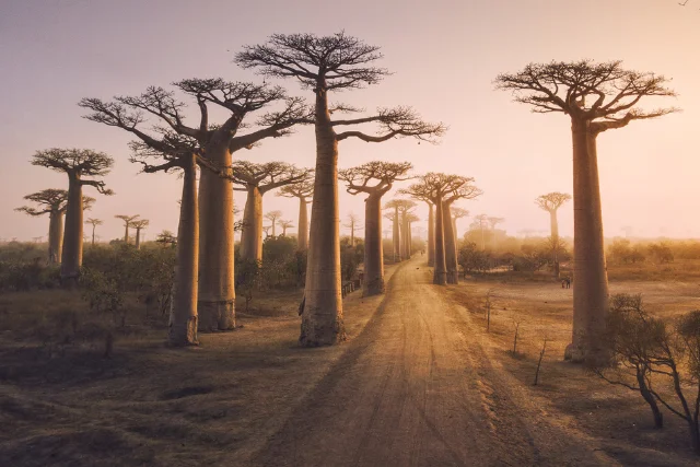 Road through the boabab trees, Madagascar.