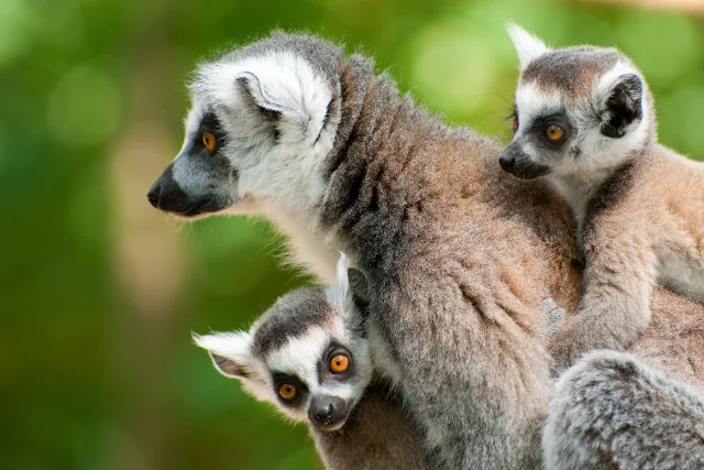 A lemur family in Madagascar.