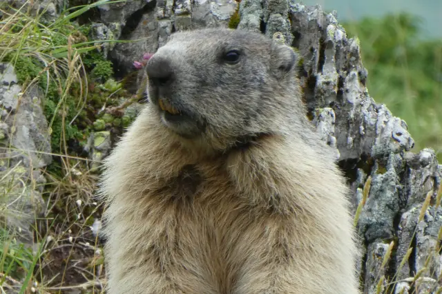 An alpine marmot in the Pyrenees, France.