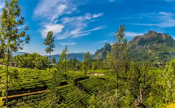 Tea plantation in Sri Lanka's Highlands