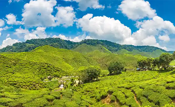 Tea plantations in Sri Lanka