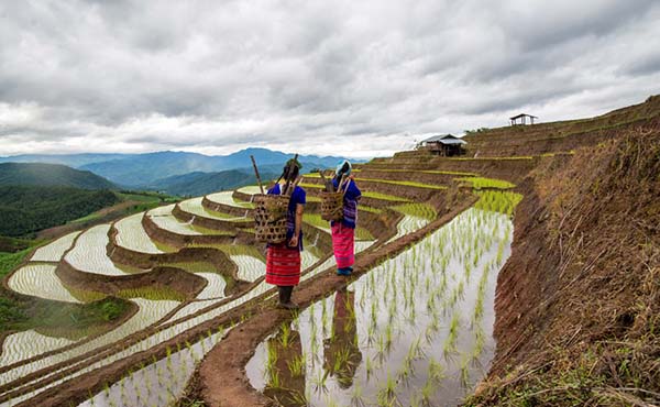 H'mong women walking along rice fields in Vietnam