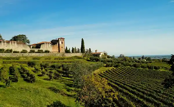 Vineyards in the Prosecco Hills, Italy