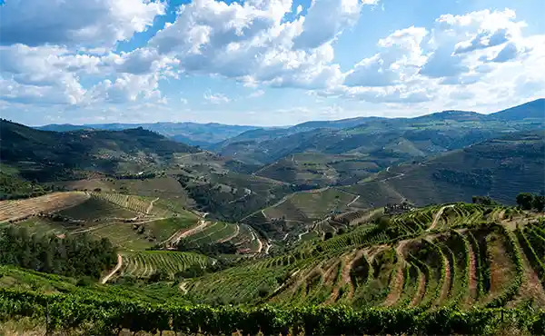 View of vineyards in the Douro Valley, Portugal