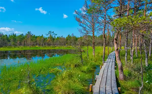 Viru Bog National Park in Estonia