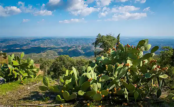 Serra de Monchique in Portugal