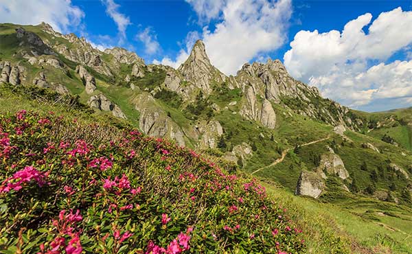 Wildflowers in Ciucas, Romania