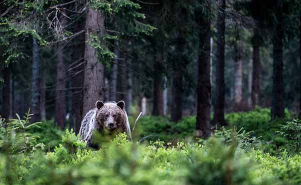European brown bear in the forest