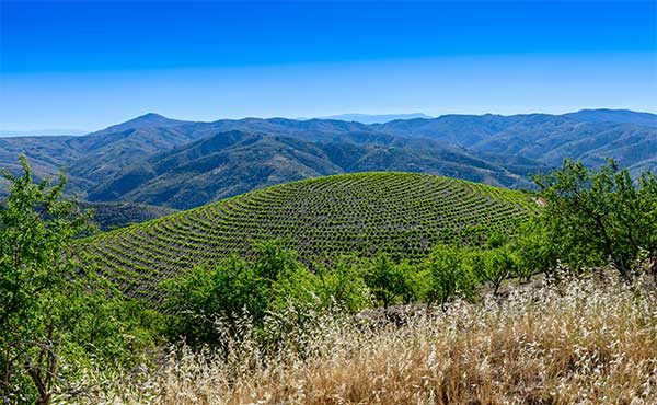Vineyard in Alpujarras, Spain