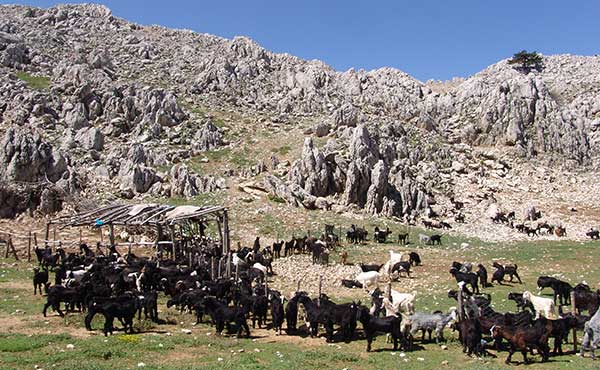 Herd of goats in a Nomad camp in Lycia, Turkey