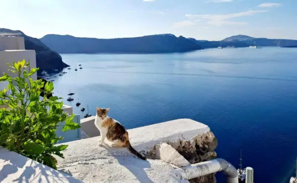 Cat on a wall in Santorini, Greece.