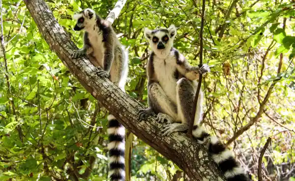 Two lemurs in a tree in Madagascar.